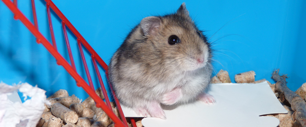 Hamsterrad